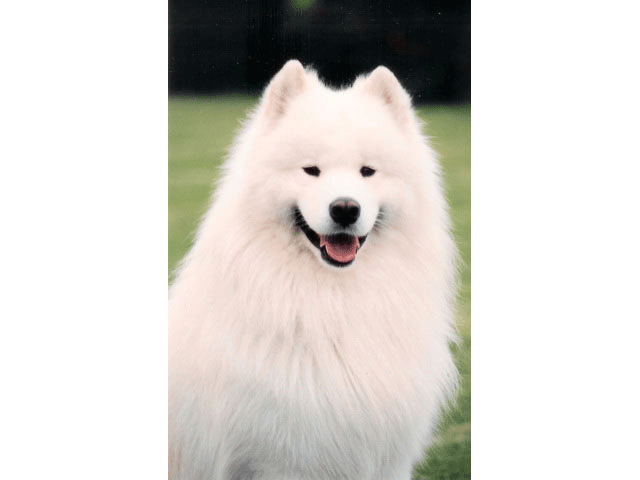 TENDERLY BYRON'S PRIDE OF KARASEA | Samoyed 