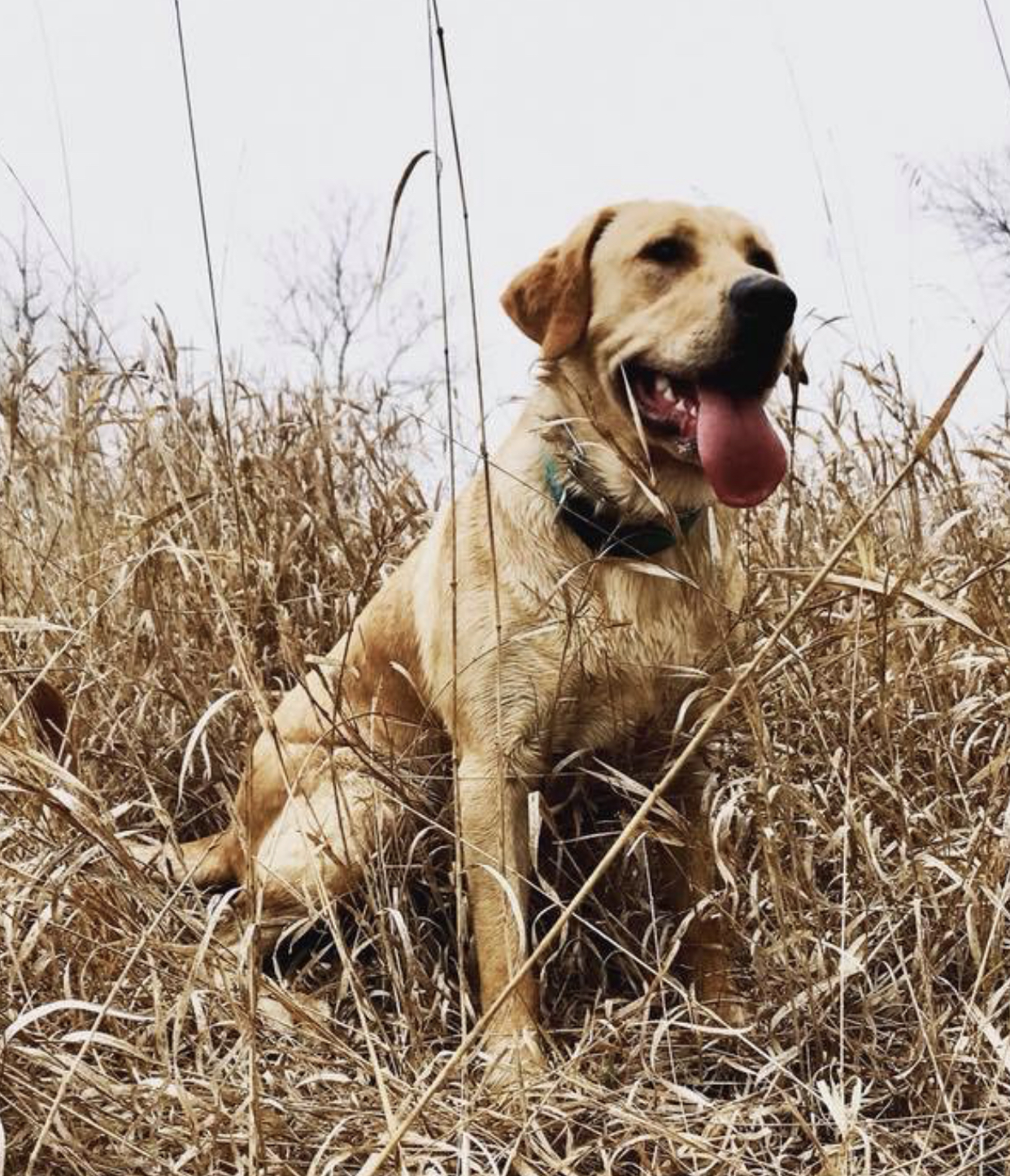 Ottertails Lucky Hawk | Yellow Labrador Retriver