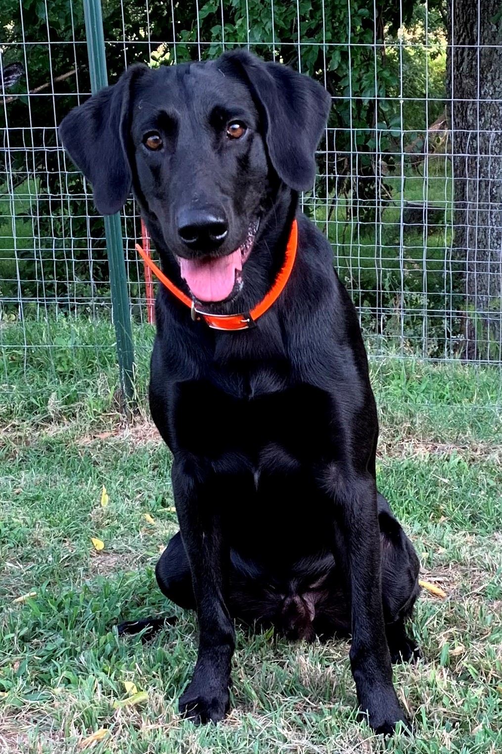 Cold Creek's Scopin It Out MH | Black Labrador Retriver