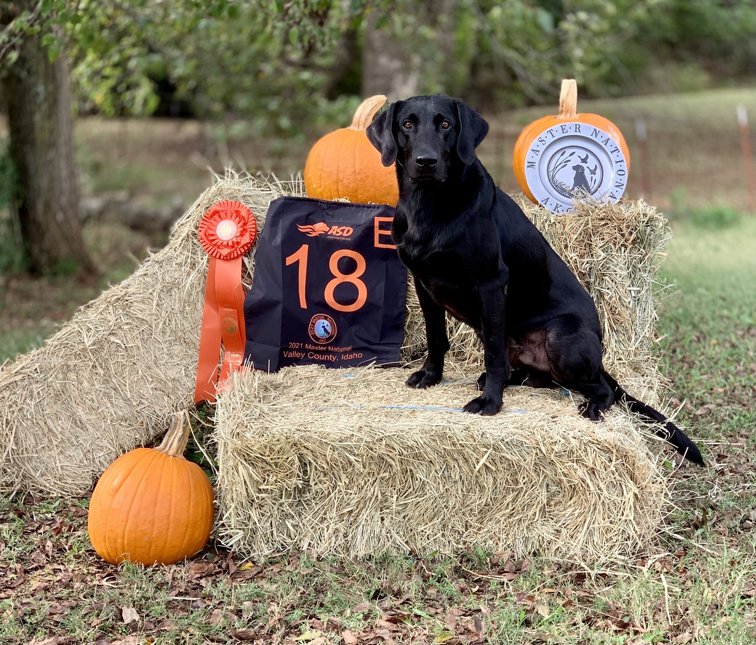 Cold Creek's Scopin It Out MH | Black Labrador Retriver