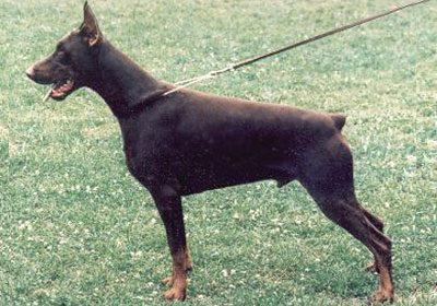 Pelangistamm Armin | Brown Doberman Pinscher