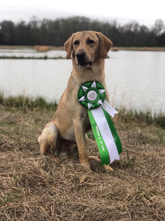 SRSC Duck...Duck... MH | Yellow Labrador Retriver