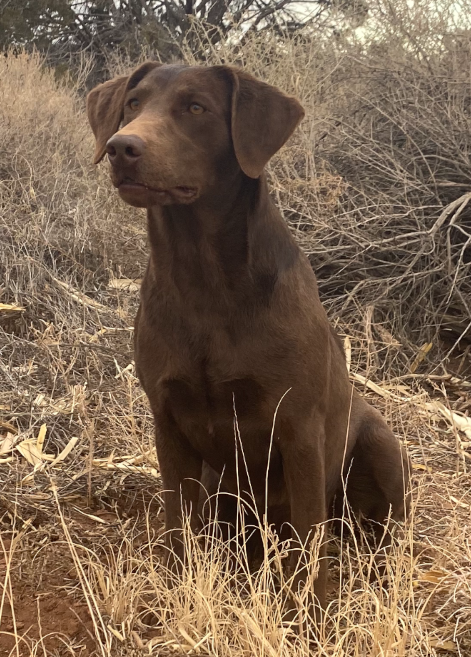 Stormy Rivers Out On A Limb | Chocolate Labrador Retriver