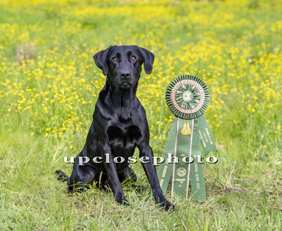 HRCH  Topguns Specklebelly Goose Getter MH | Black Labrador Retriver