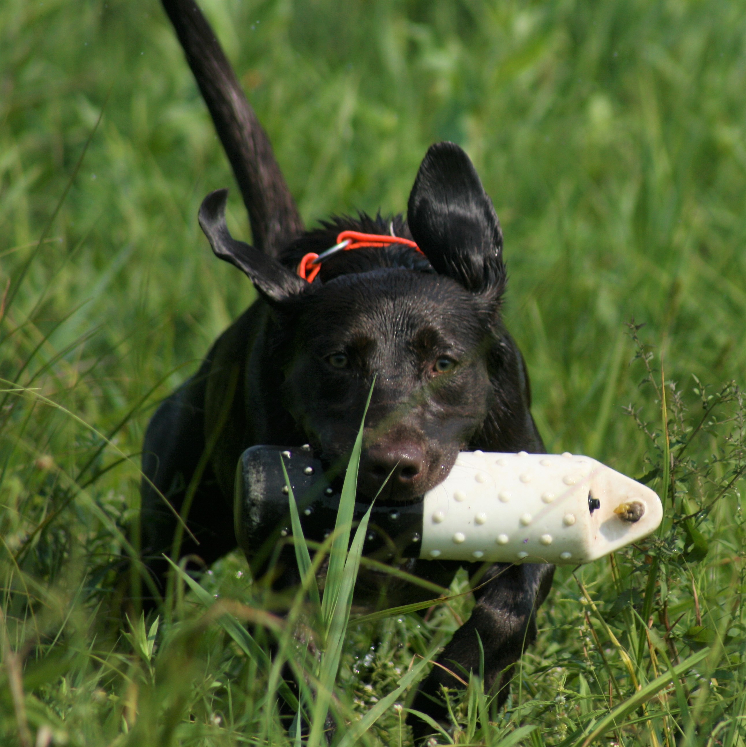 Rainmaker's Brown Betty | Chocolate Labrador Retriver