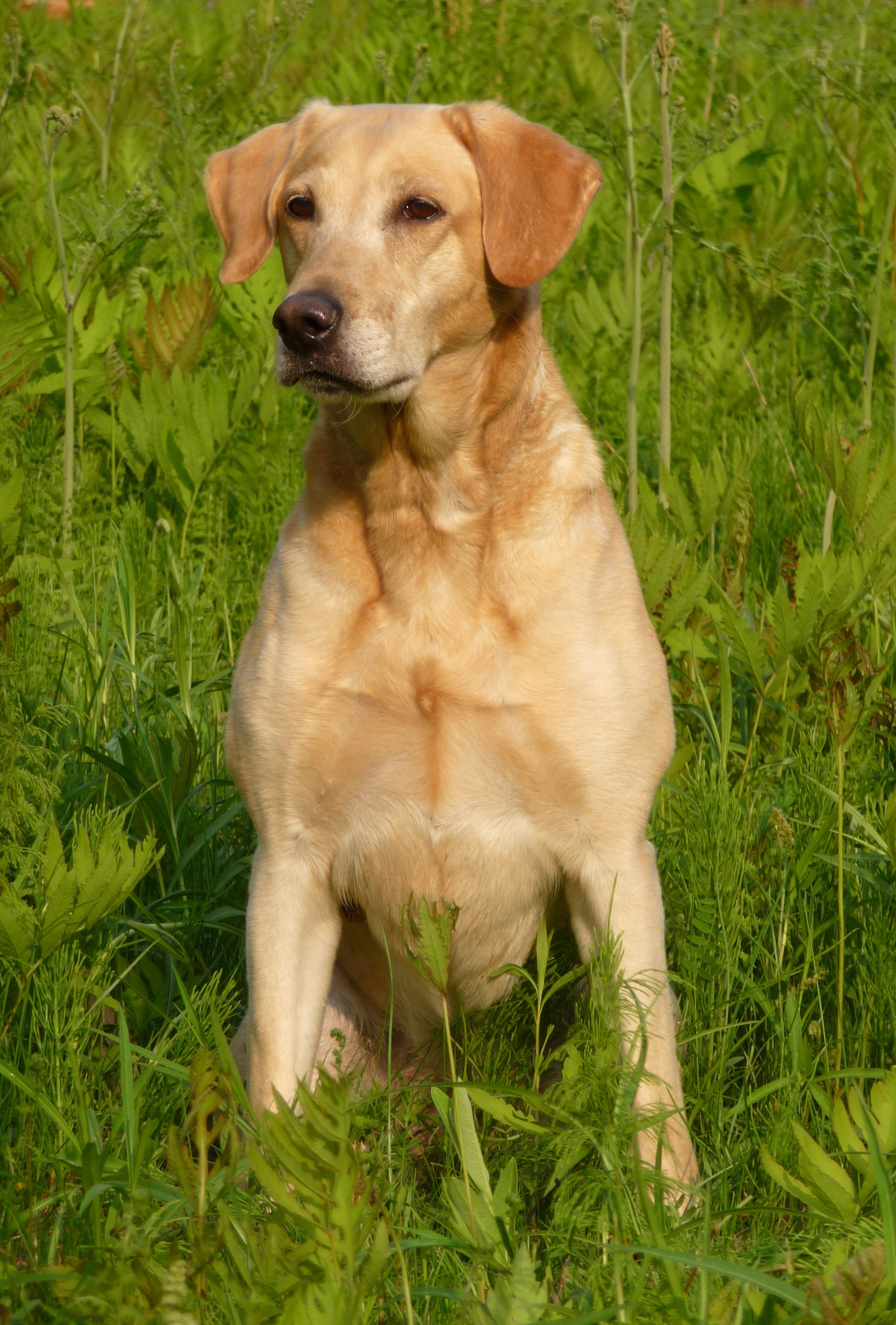 Caernac's Balsam Hill's Dixie JH | Yellow Labrador Retriver