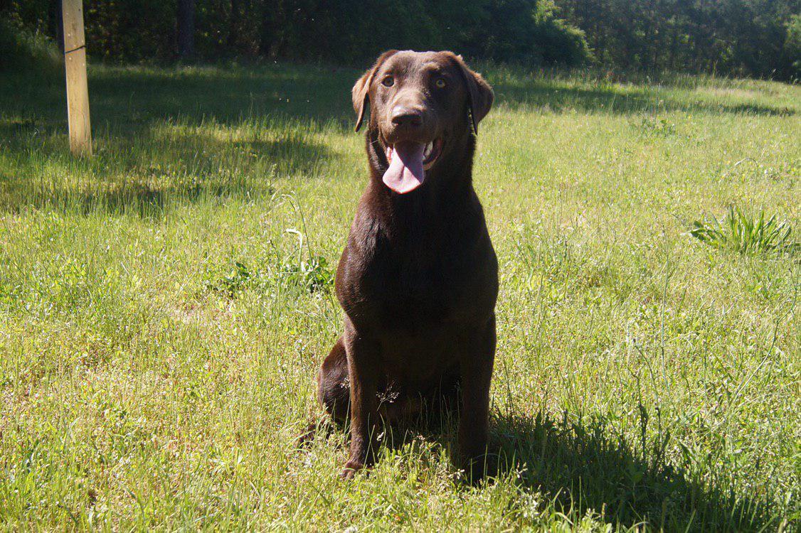 Dry Pond's Princess Of The Night | Chocolate Labrador Retriver