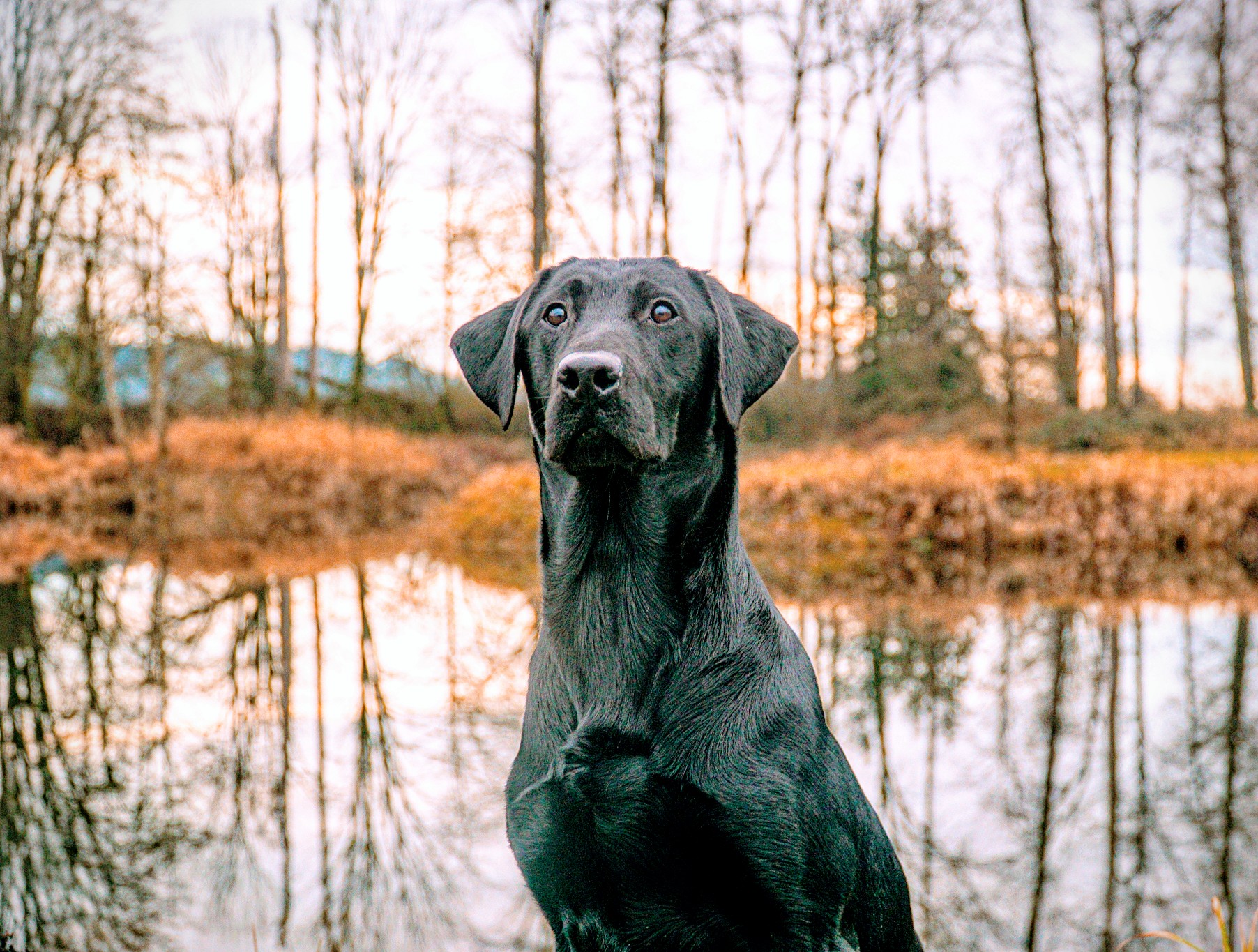 Cascade's Handle At Your Own Risk MH | Black Labrador Retriver