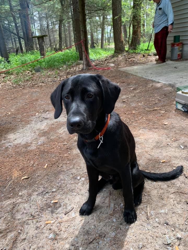 Marino's Trigger | Black Labrador Retriver