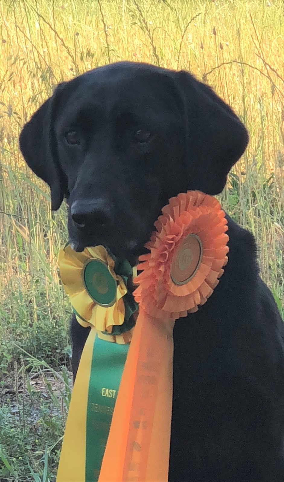 Duck Dog Fears No Evil MH | Black Labrador Retriver