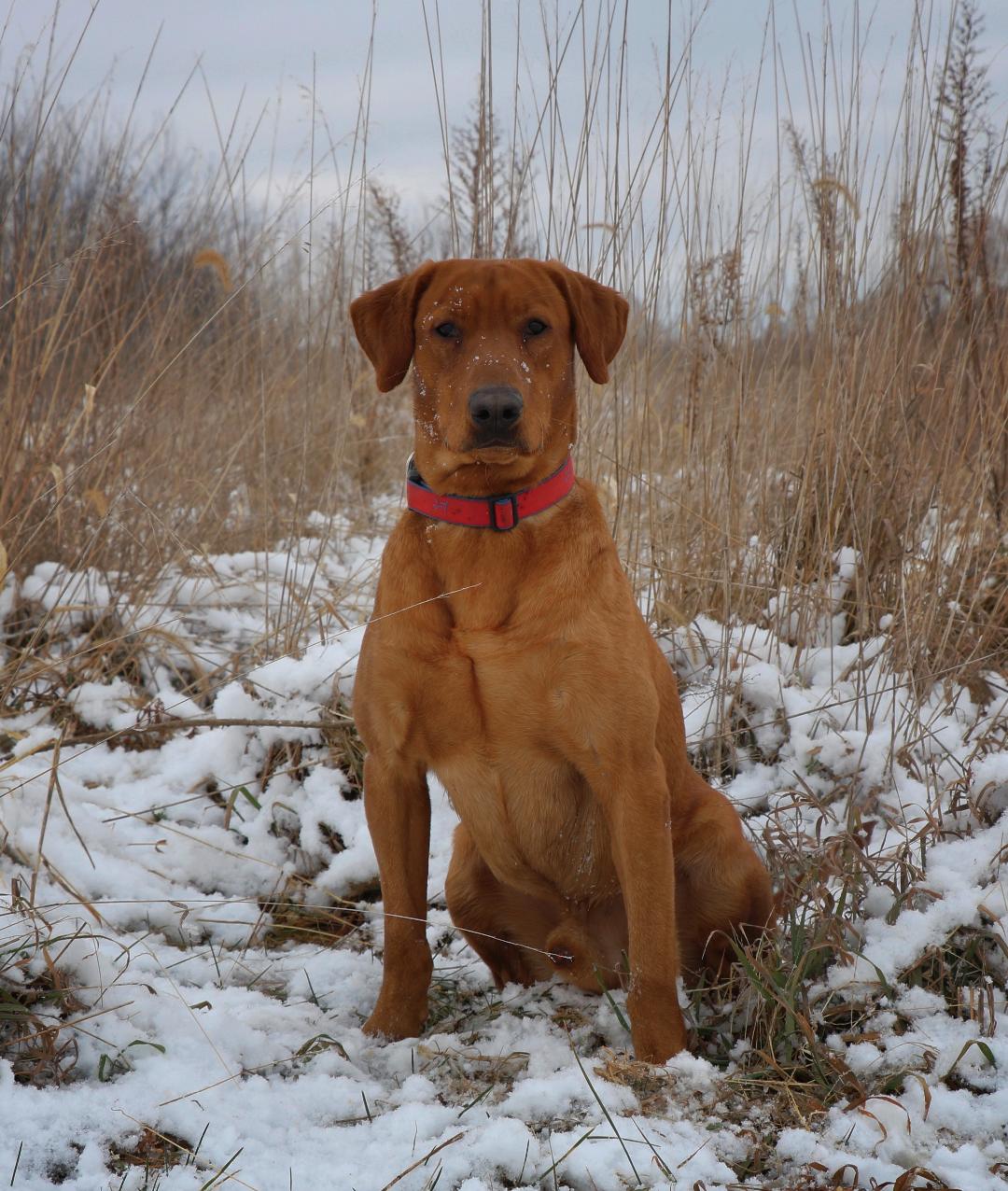 Gochee's Black Ice Ezekiel  CGC CGCA TKN | Yellow Labrador Retriver