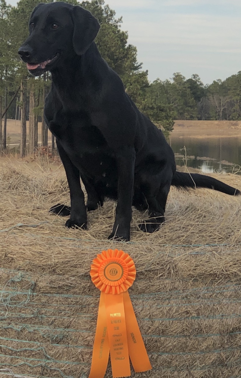 Last Chance Penny SH | Black Labrador Retriver