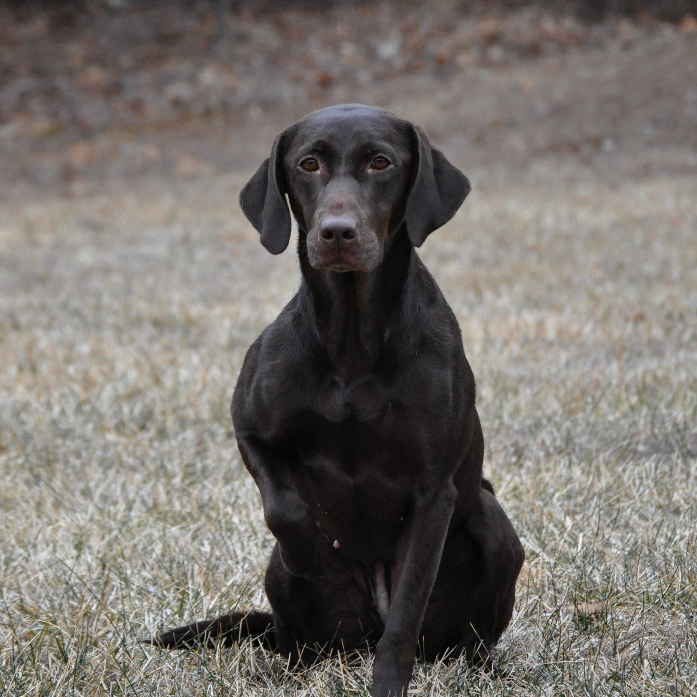 3xGRHRCH Roux’s Slick Trick MH | Chocolate Labrador Retriver