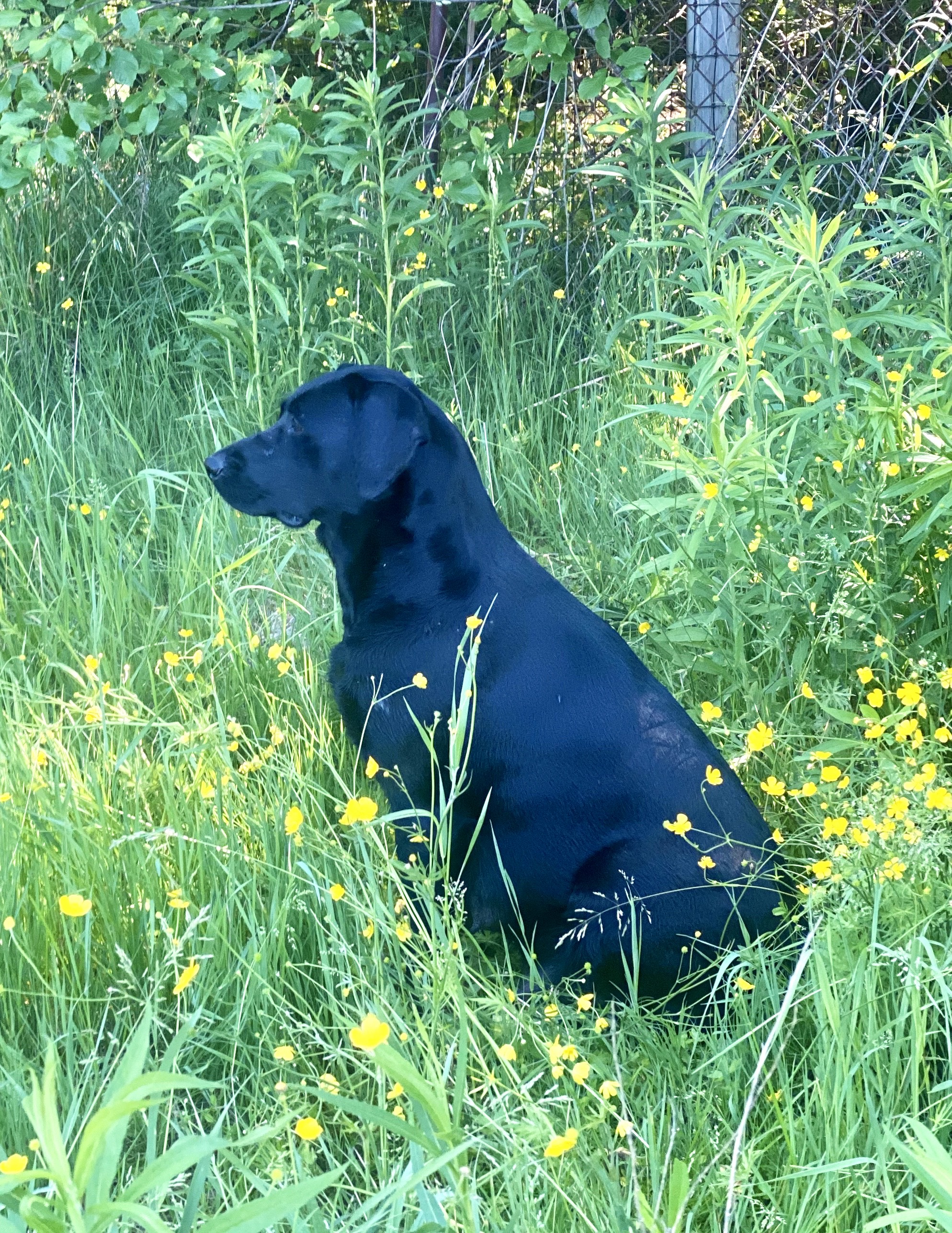 Kerrybrook's Mrs. Gaskell | Black Labrador Retriver