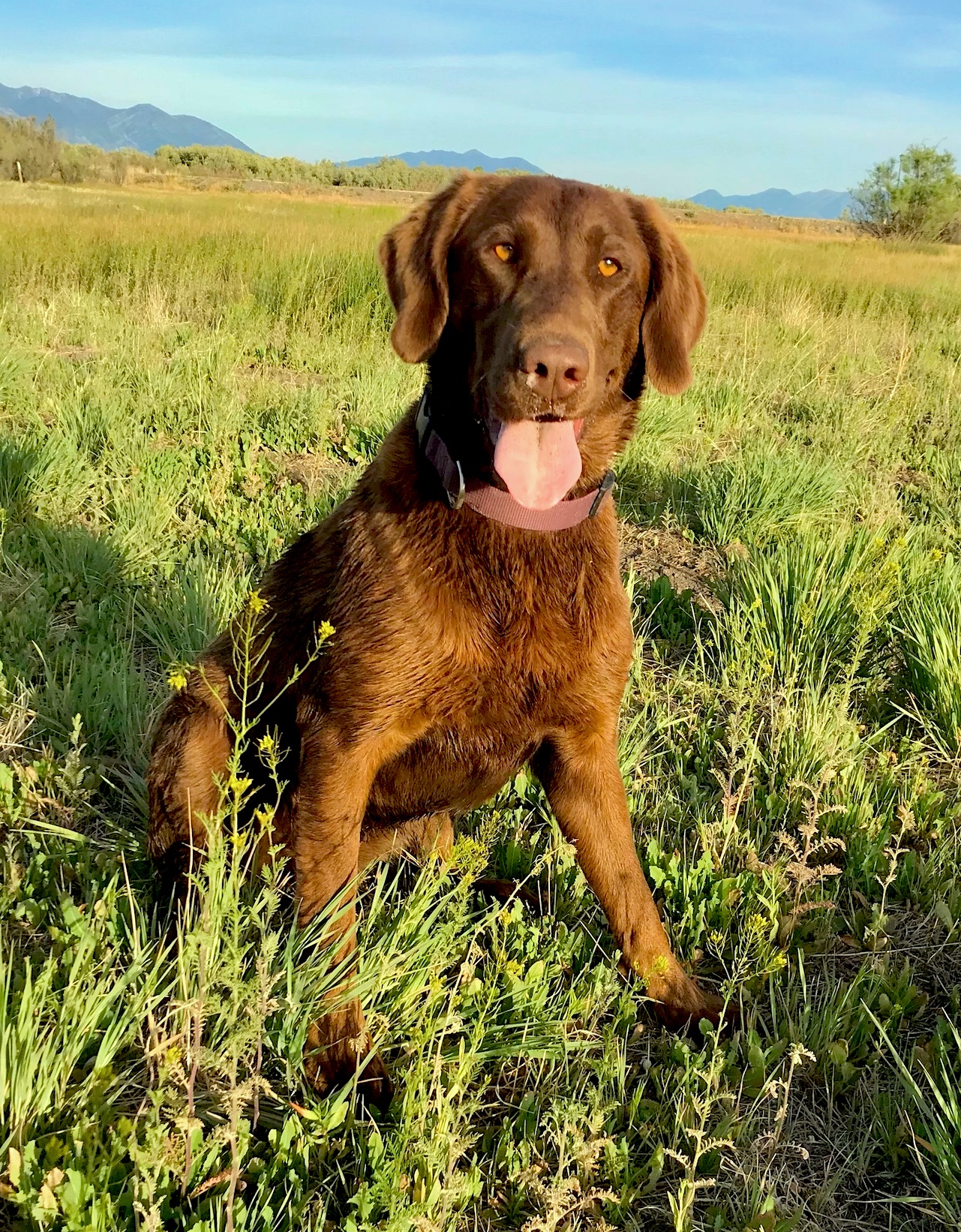 Water Monsters Princess Warrior JH | Chocolate Labrador Retriver