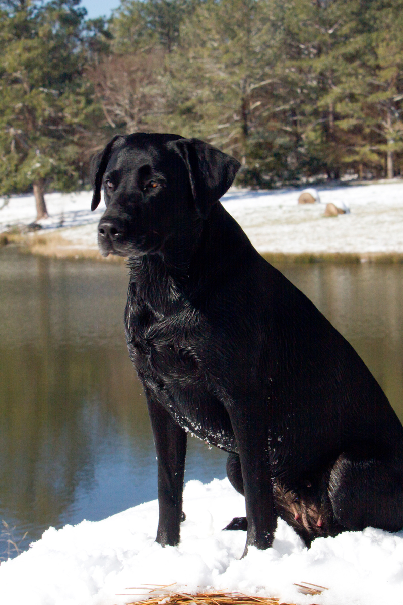 Zeba The Lady In Red MH  QAA | Black Labrador Retriver