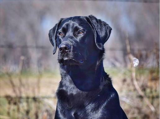 Catherine Creek Whispering Jessie MH | Black Labrador Retriver