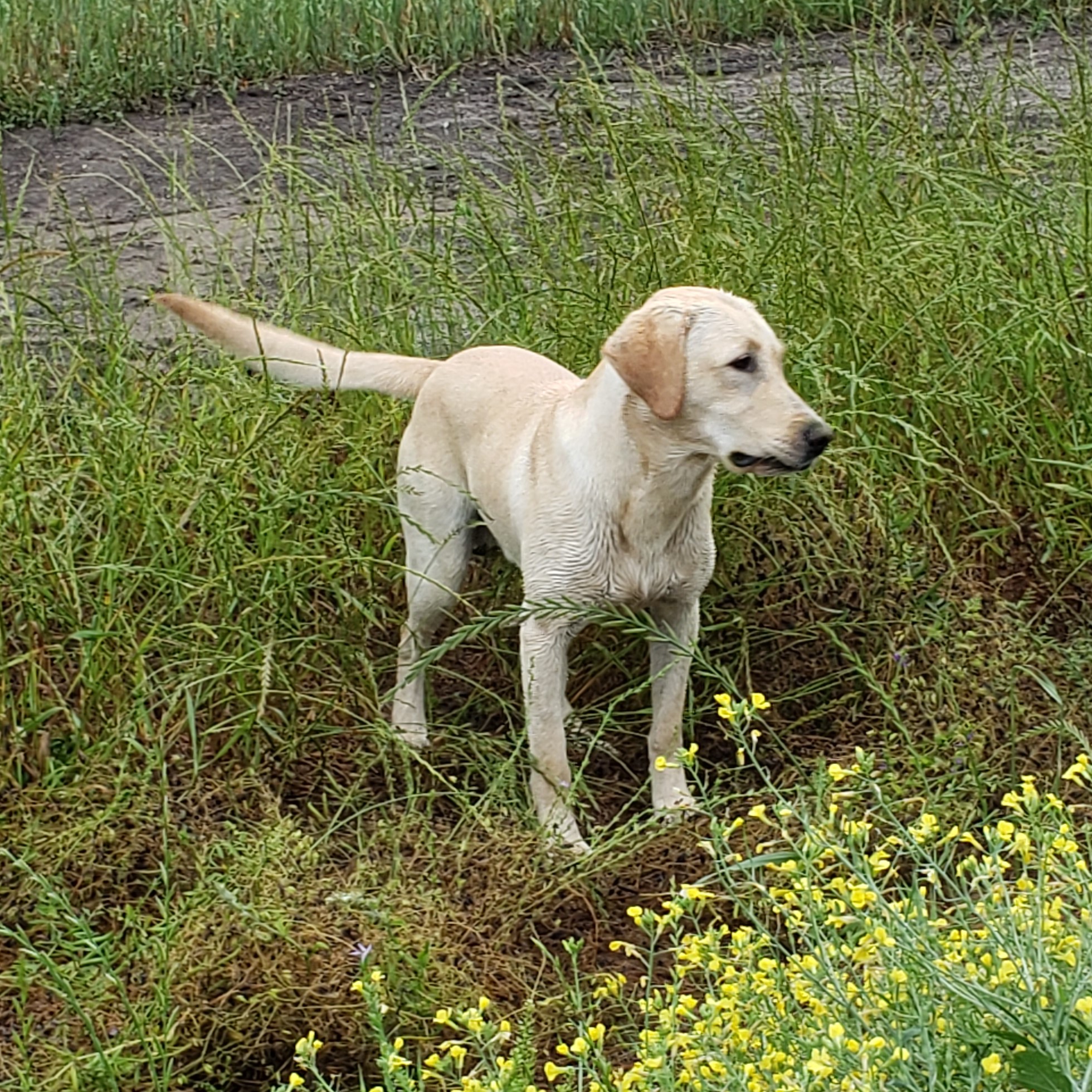 4XGMPR  HR RVK's On The Wings Of Ezekiel | Yellow Labrador Retriver