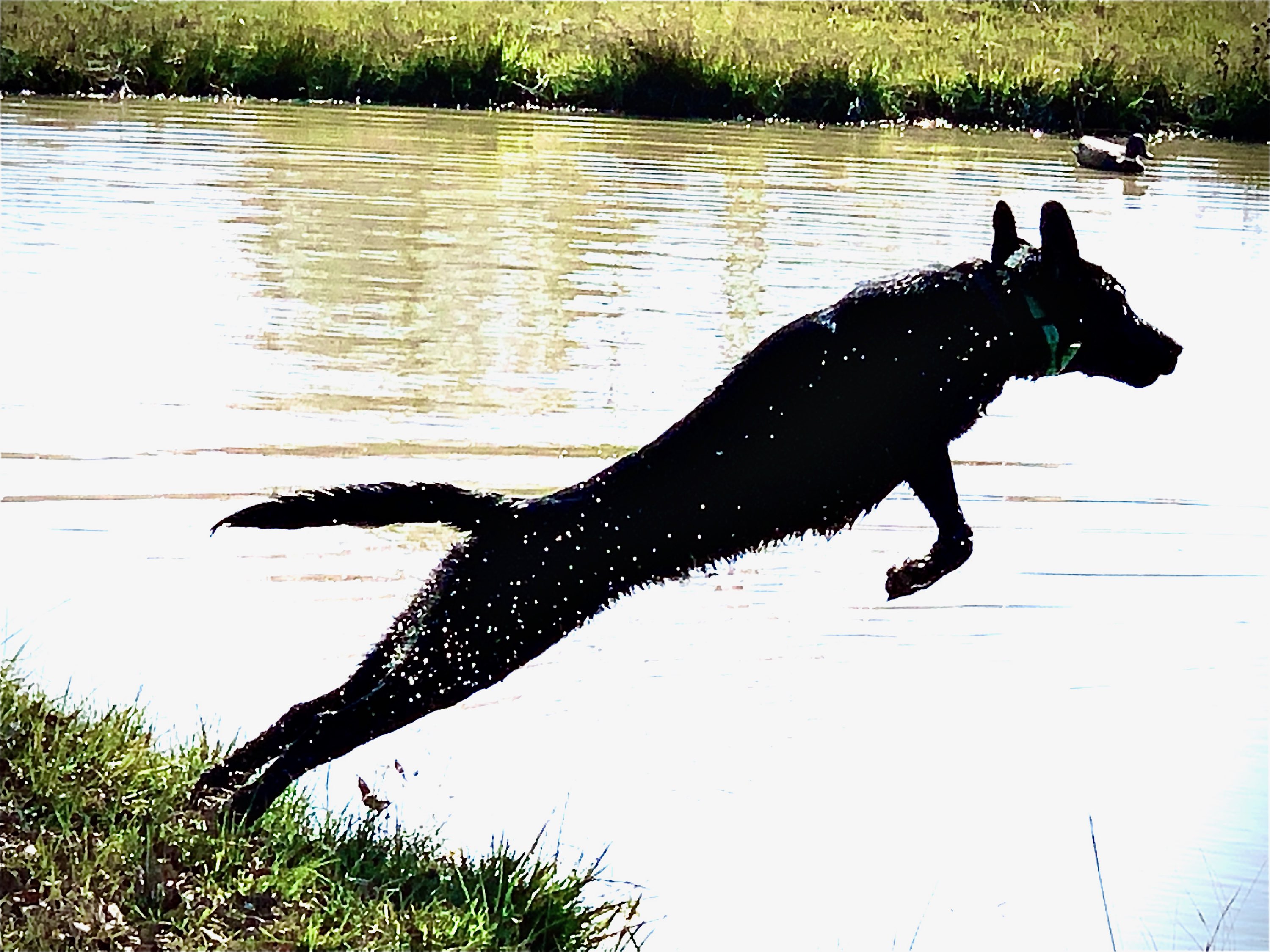 Smokin' Hot Crackerjack Little Gamester Girl JH    (HR Defenders Little Gamester Girl) | Black Labrador Retriver