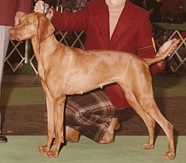 Boshar Zsa-Zsa OF Glenhill | Hungarian Vizsla 