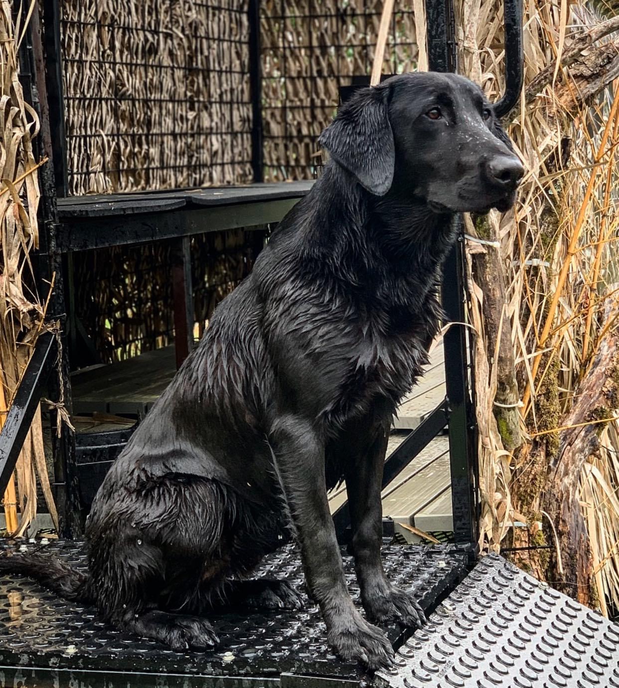 Hulens Bentley | Black Labrador Retriver