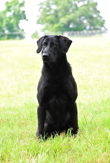 Moccasin Creek's Locomotive | Black Labrador Retriver