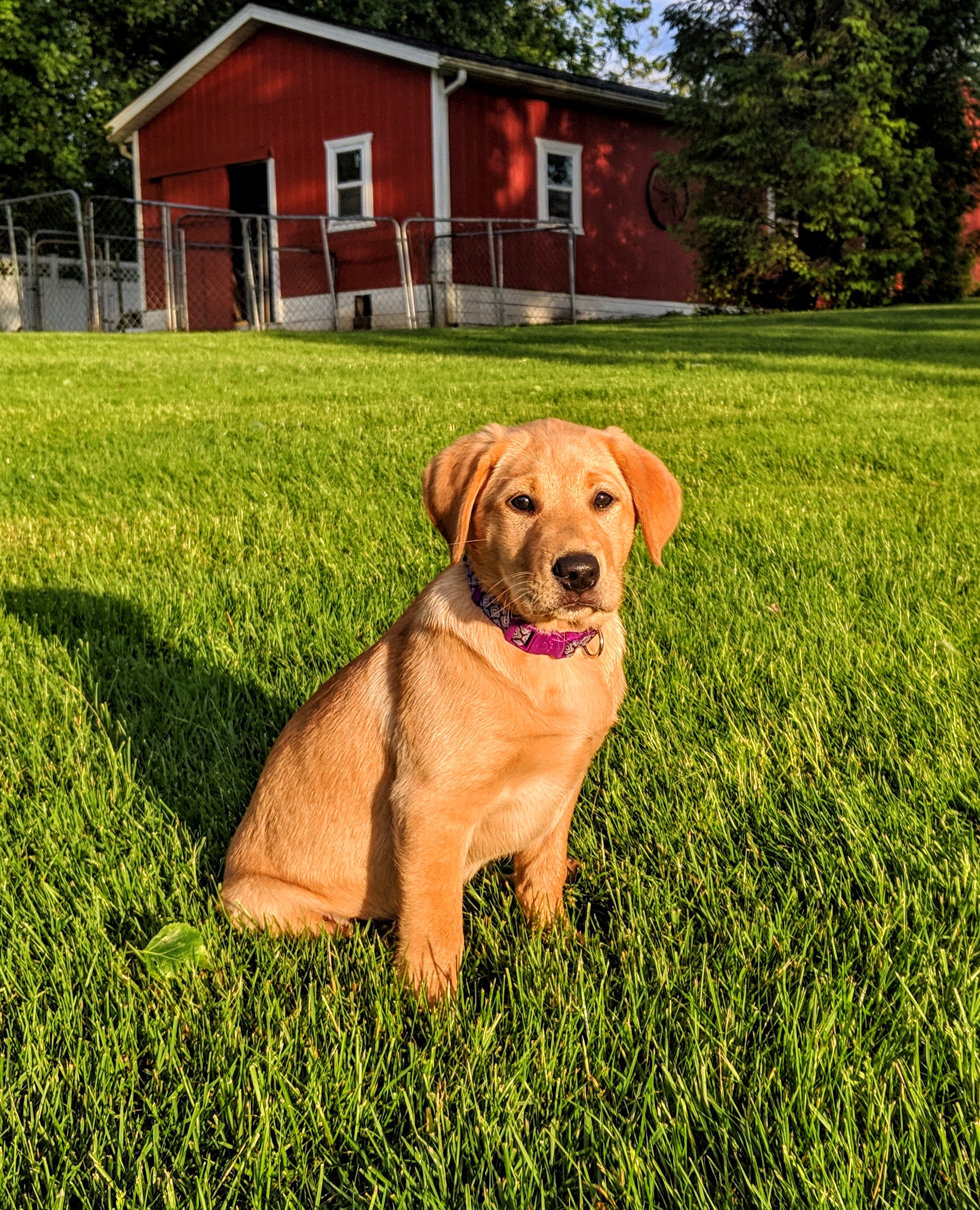 Ironweeds Pistol Pkn Moma Topshelf Piper | Yellow Labrador Retriver