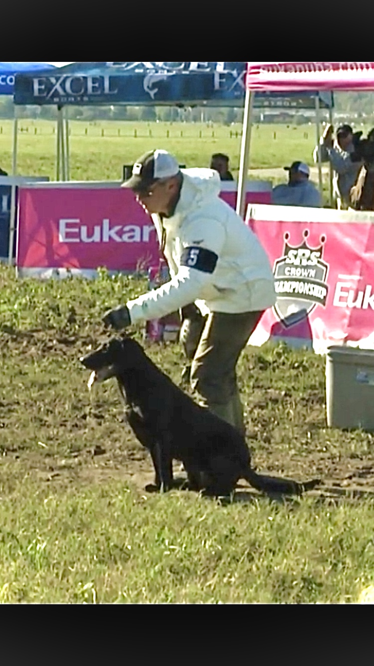 SRSAC HRCH Bailey Louise QAA MH | Black Labrador Retriver