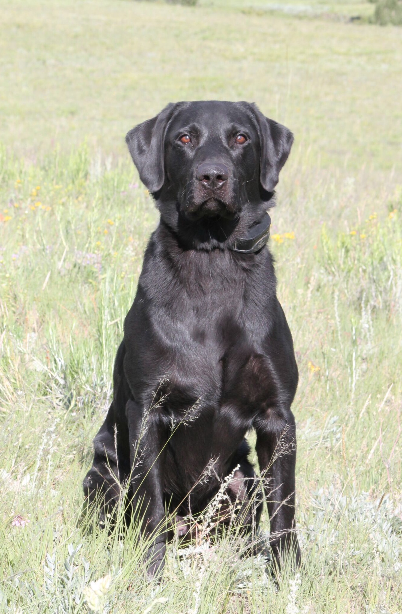 HR Hiwaters Phillie Buster | Black Labrador Retriver