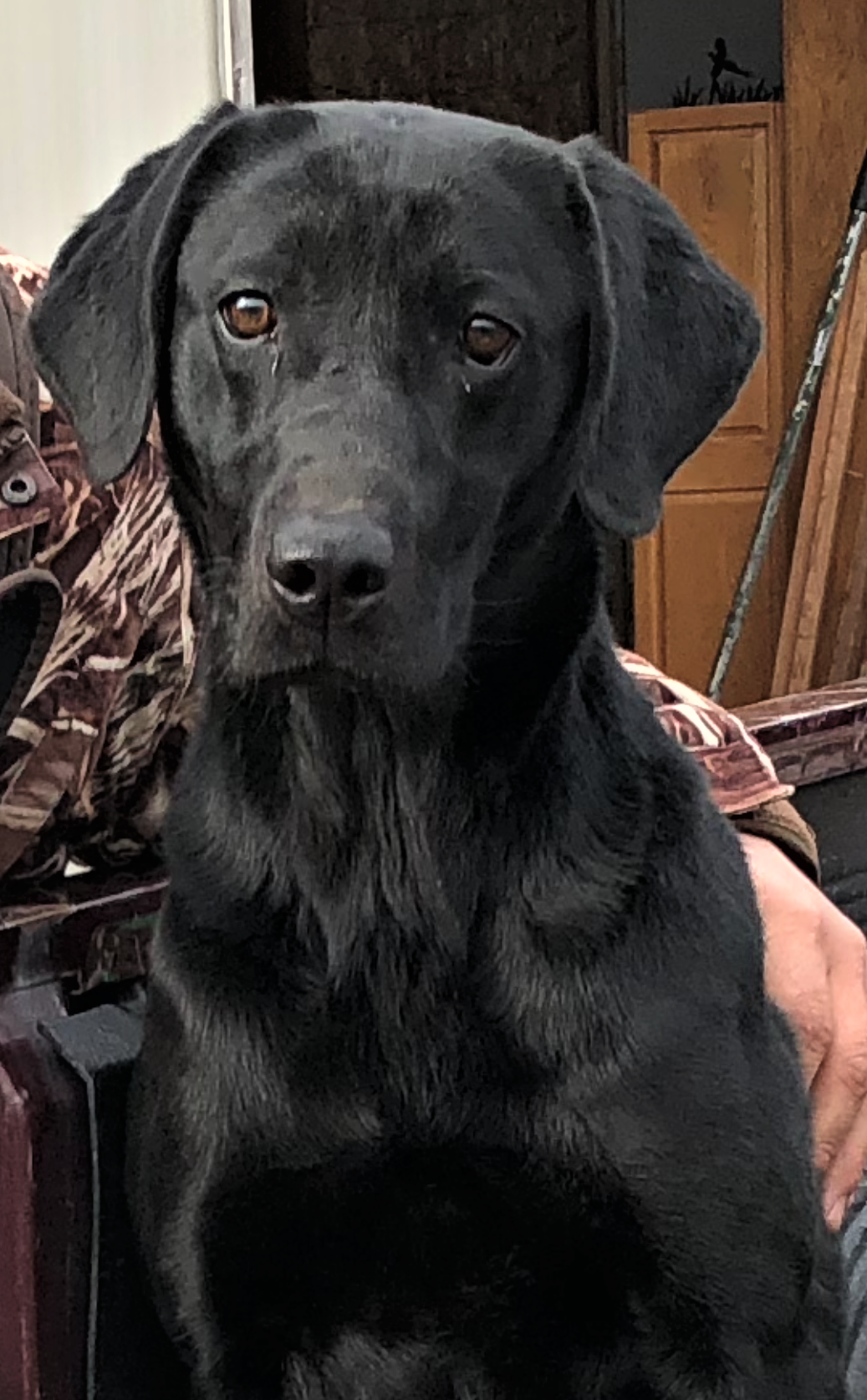 Stoneycreeks Caribbean Bay | Black Labrador Retriver