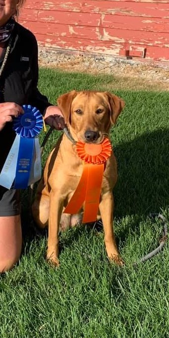 Guns & Roses Snapper's Mississippi Red Gypsy Rose JH,SH | Yellow Labrador Retriver