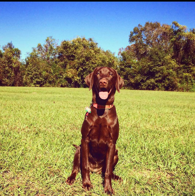 HRCH Queen Rouxee The First | Chocolate Labrador Retriver