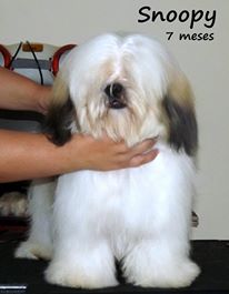 Snoopy La Mattina D'oro | Lhasa Apso 