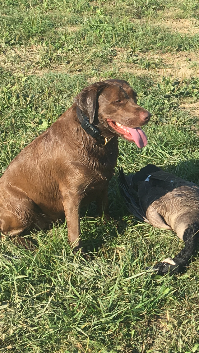 Lucie Cleopatra Green Eyed Queen | Chocolate Labrador Retriver