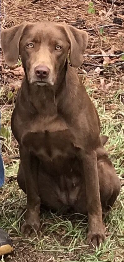 GRHRCH-UH Chocolate Margarita On The Rocks MH | Chocolate Labrador Retriver