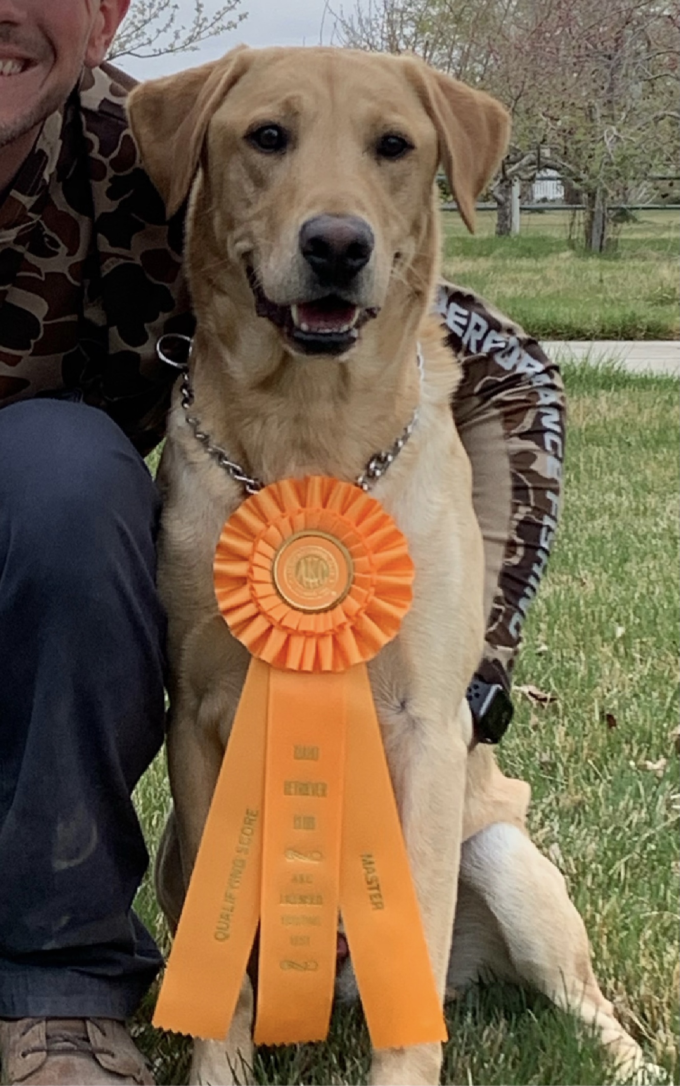 HR Mill Iron’s Darwin Tuck Something MH | Yellow Labrador Retriver