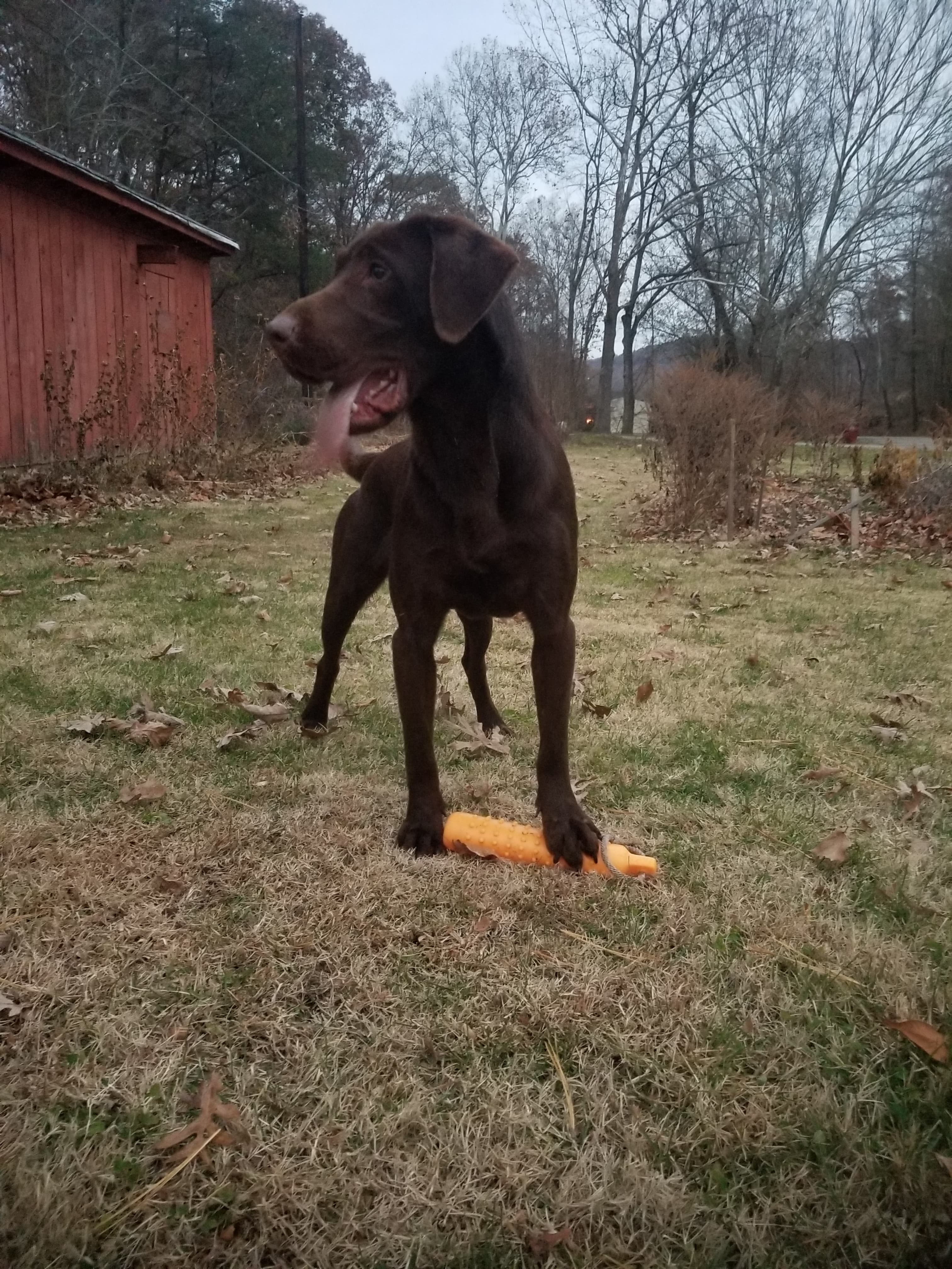 HRCH Backwoods My Name Is Bocephus | Chocolate Labrador Retriver