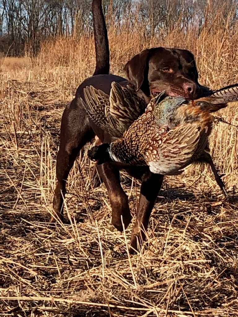 4XGMPR HRCH Ryker's Not Chasin' Charlie's Angel | Chocolate Labrador Retriver