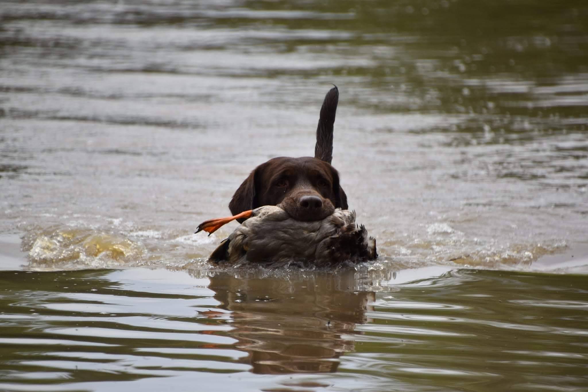 4XGMPR HRCH Ryker's Not Chasin' Charlie's Angel | Chocolate Labrador Retriver