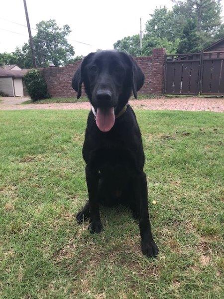 KC'ss Little Miss Katherine | Black Labrador Retriver