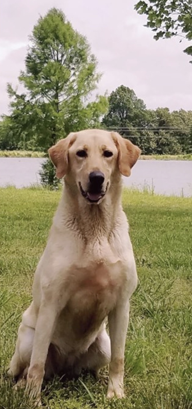 Virginia Is For Lovers | Yellow Labrador Retriver