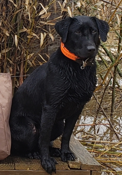 HRCH Trigger And Teals Raging Ragan | Black Labrador Retriver