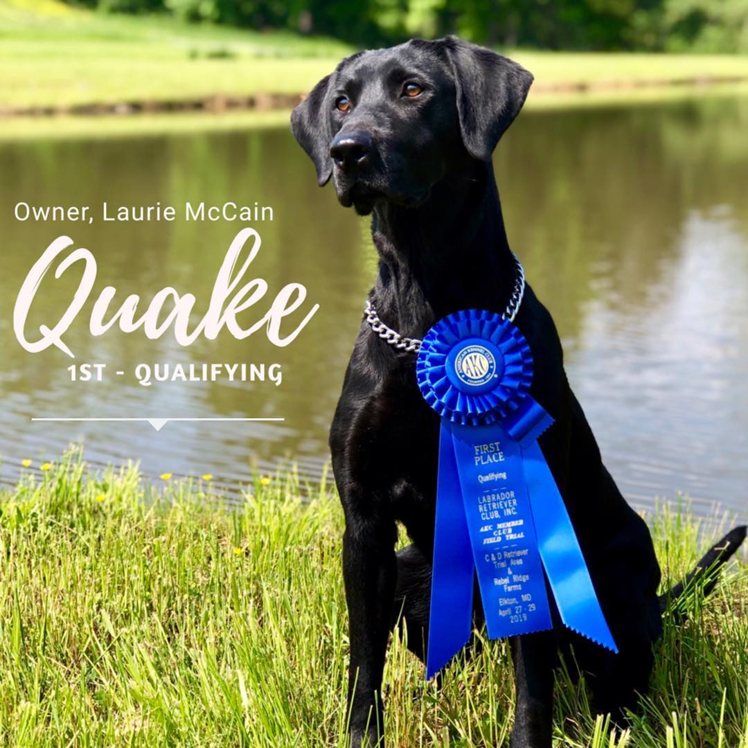 Ardentts After Shocks QAA SH | Black Labrador Retriver