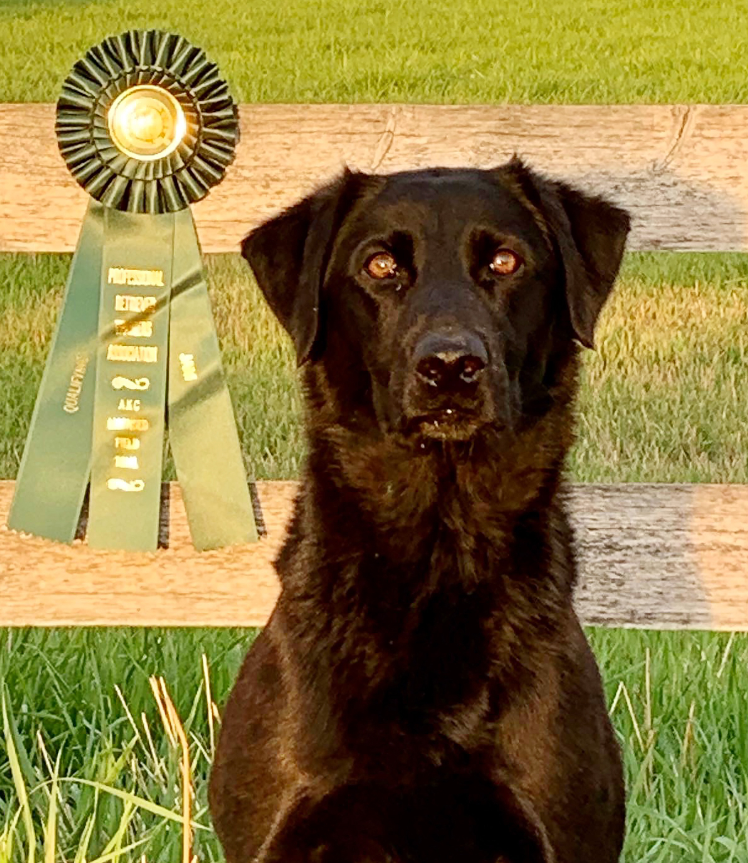 Wranglers Painted Lady MH | Black Labrador Retriver