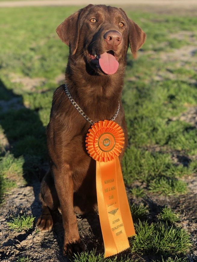 Black Ice's Buddy's Lone Ranger JH | Chocolate Labrador Retriver