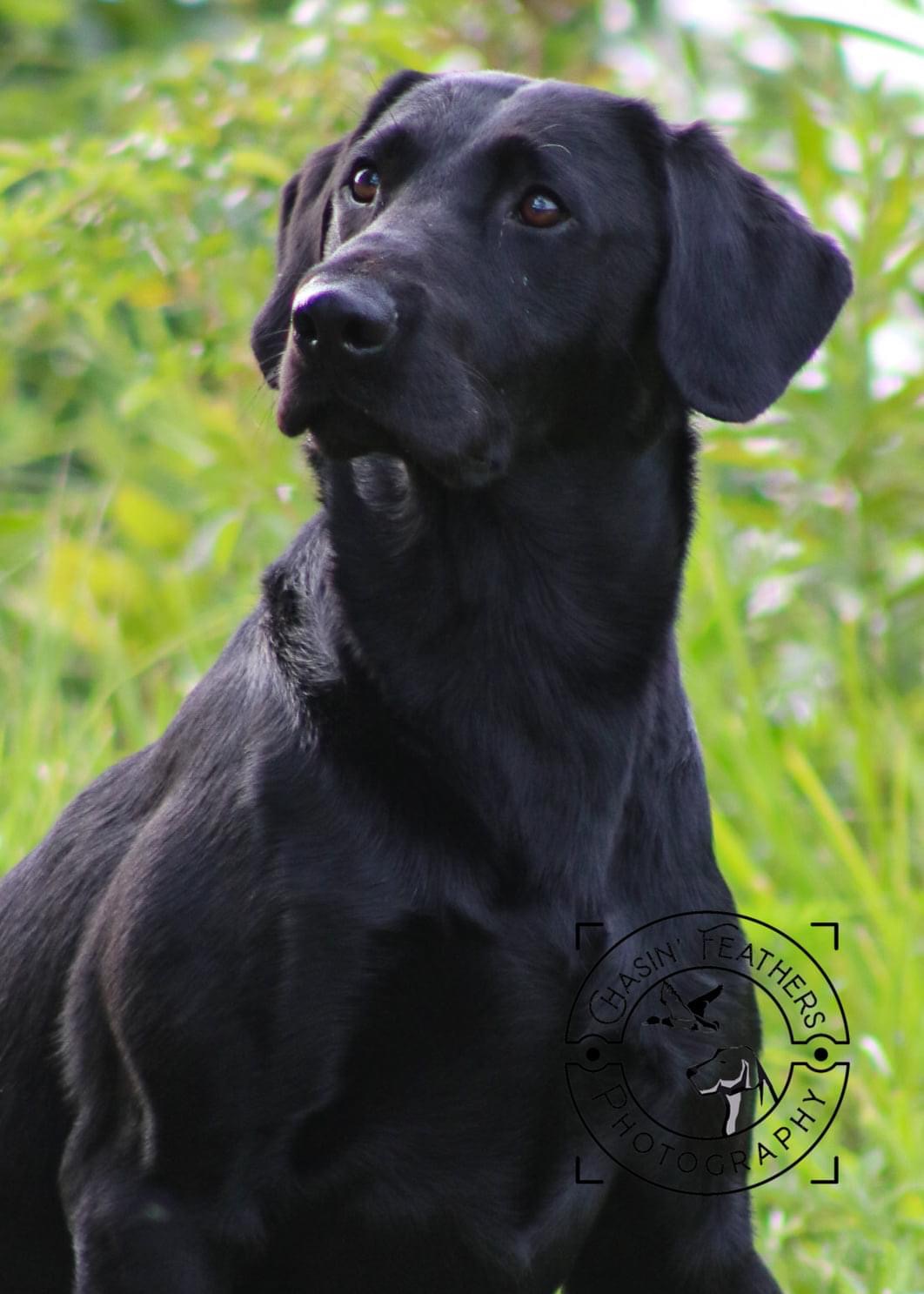 HRCH UH Sandbars Darkside MH | Black Labrador Retriver