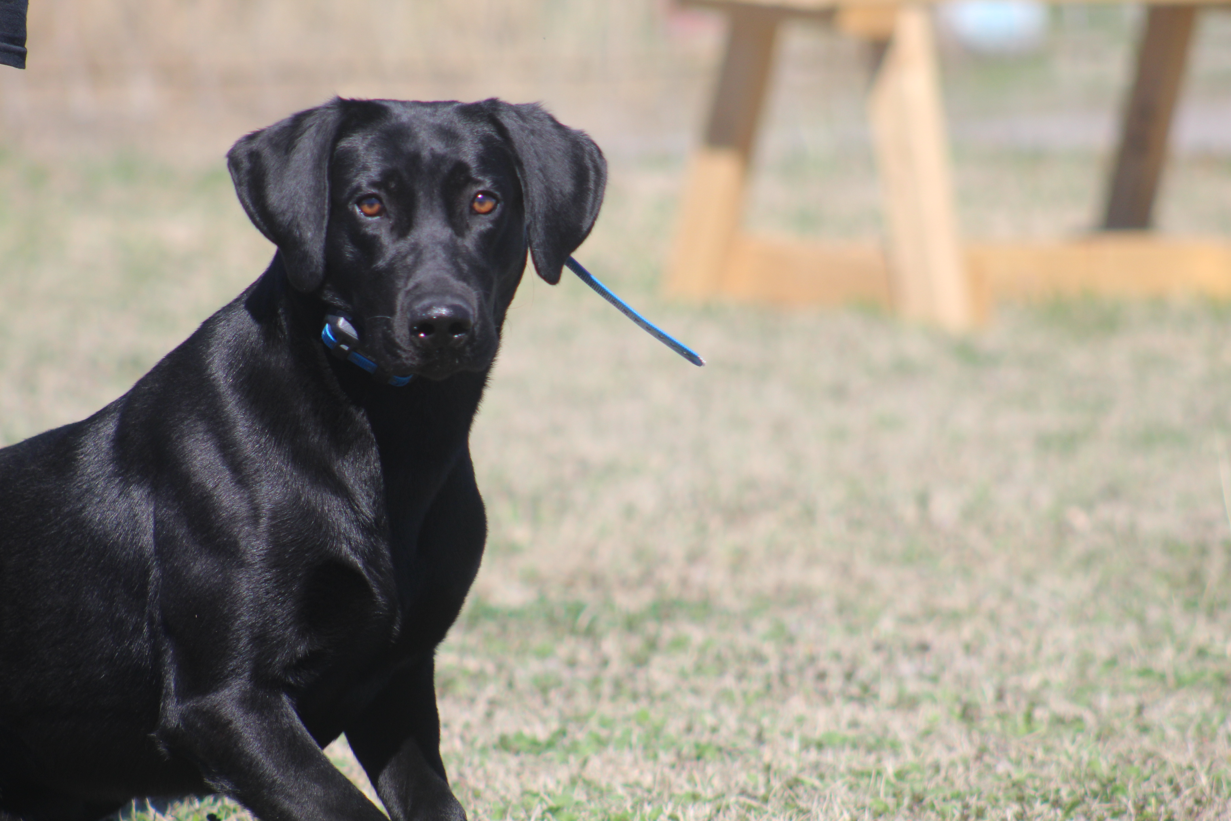 Cold Creek's Heads Or Tails | Black Labrador Retriver