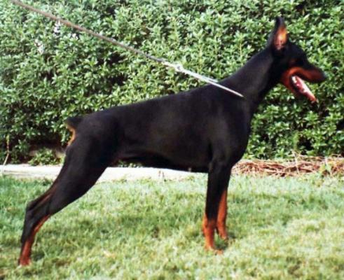 Ebony v. Norden Stamm | Black Doberman Pinscher