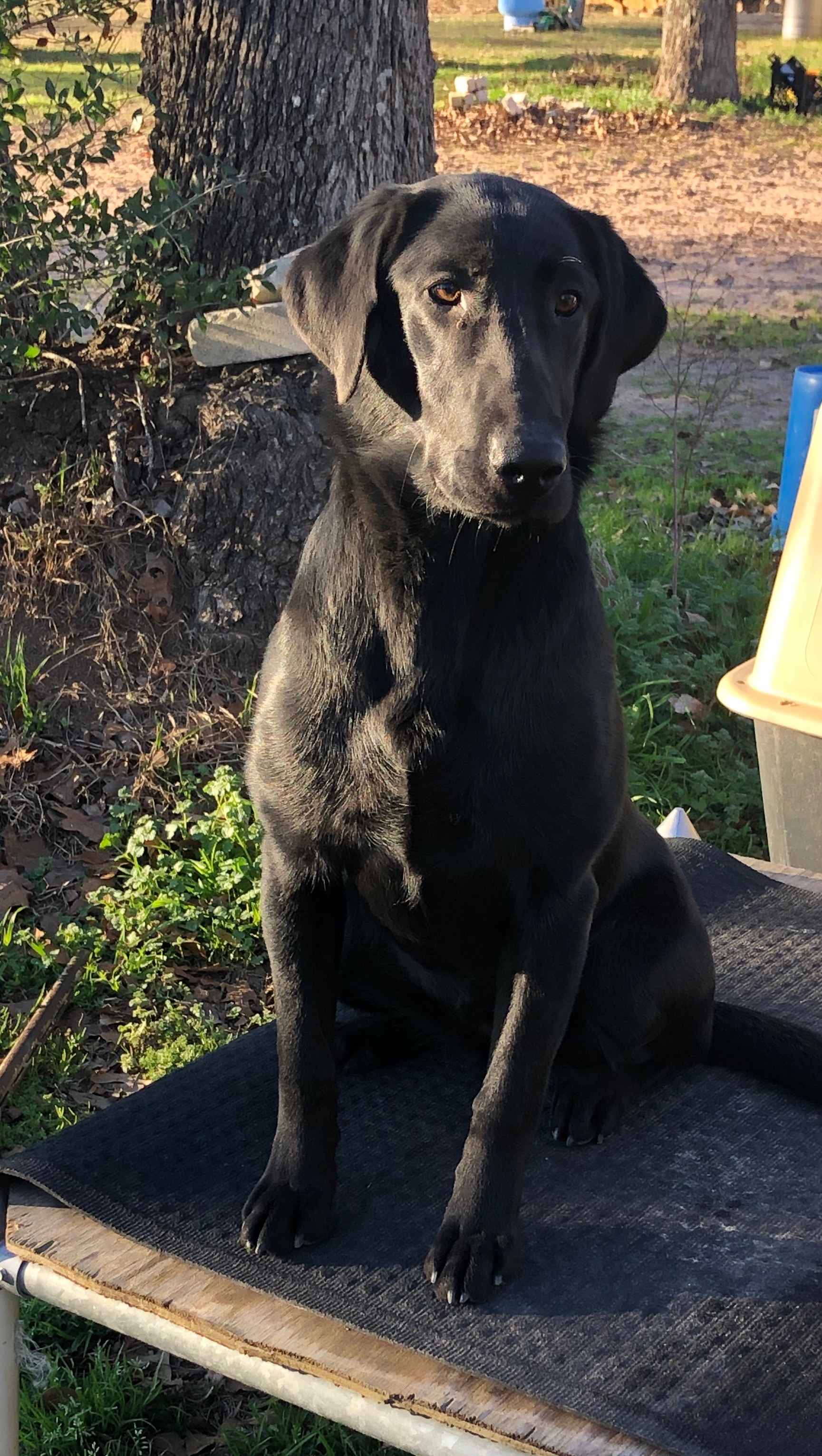 HR Dancin’ In Her Luccheses | Black Labrador Retriver