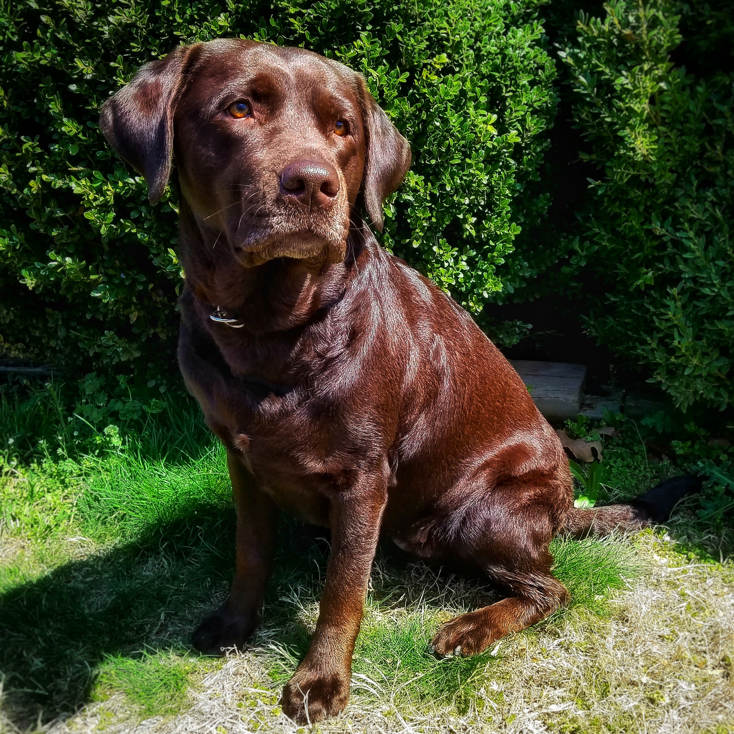 SHR TRIPEAKS High Altitude Centennial | Chocolate Labrador Retriver